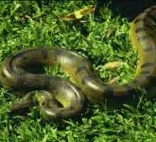 Які найбільші змії в світі