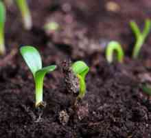 Яке насіння треба садити в грунт