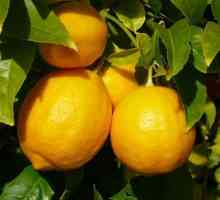 Які існують сорти лимонів