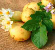 Які добрива підвищують врожайність картоплі