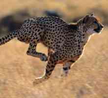 Які тварини бігають швидше за всіх