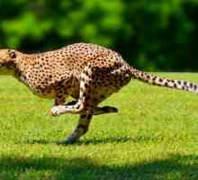 Які тварини найшвидші