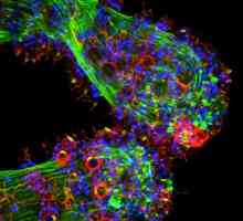 Яка роль білків в клітині