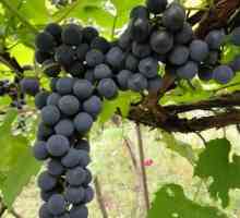 Коли садити виноград