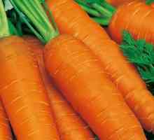 Коли сіяти моркву на зиму