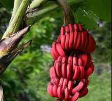 Червоний банан: екзотичний фрукт з коста-рики