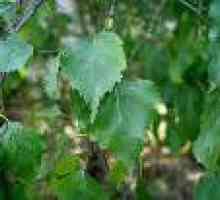 Лікування водянки березовими листям