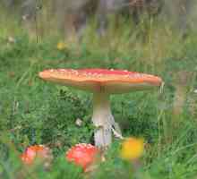 Чи можна їсти грибів вагітним