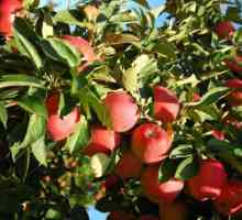 Чи потрібна обрізка яблунь влітку: особливості догляду