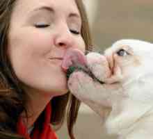 Виявляється, поцілунки з собаками корисні - заява вчених