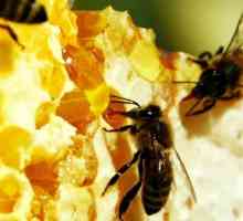 Бджолині соти: смачно і корисно