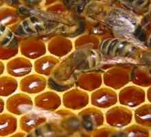Бджолина отрута - корисні властивості