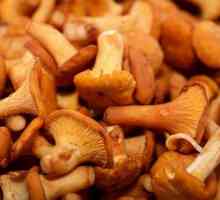 Чому гриби вважаються важкою їжею