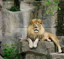 Чому лев вважається царем звірів