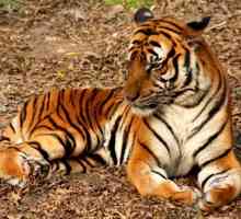 Чому тигр смугастий