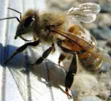 Чому жалить бджола
