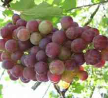 Корисні властивості винограду лидия