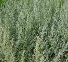 Полин-трава гірка, її застосування і користь