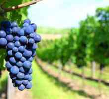 Посадка і догляд винограду