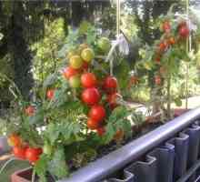 Ранні сорти томатів для балконів і домашніх городів