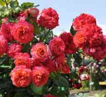 Троянда флорибунда - карнавал в саду