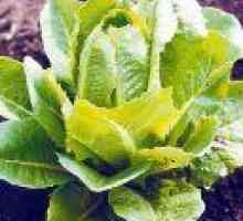 Салат ромен - цілющий овоч