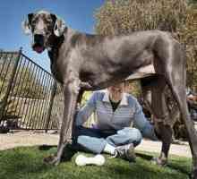 Найбільша собака в світі. Блакитний дог на прізвисько джордж (george).