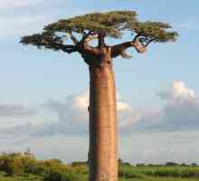 Найдивовижніше дерево в світі - баобаб або «мавпяче хлібне дерево».