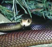 Найбільш отруйні змії