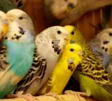 Найпоширеніші хвороби хвилястих папужок