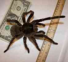 Найбільший павук у світі. Фото і відео найбільшого павука.