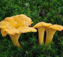 Спиртова настоянка грибів лисичок: лікувальні властивості