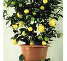 Тонкощі догляду за лимонним деревом в домашніх умовах