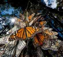 Традиційне "нашестя" метеликів-монархів почалося в мексиці.