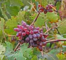 Виноград «оригінал»: особливості сорту