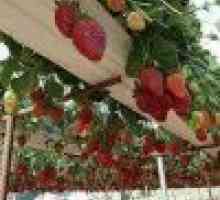 Висячі сади полуниці