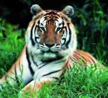 Східний гороскоп: що чекає народилися в рік тигра