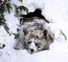 Навіщо ведмеді впадають в сплячку