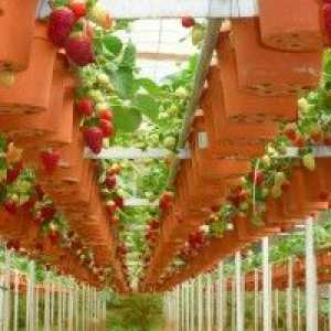Бізнес на вирощуванні полуниці цілий рік