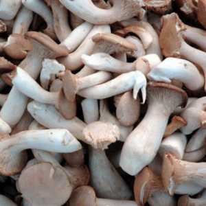 Чим корисні гриби