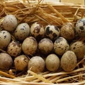 Чим корисні перепелині яйця?