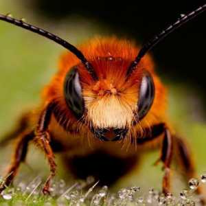 Що робити при укусі бджоли