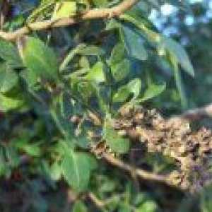 Фагара - дивовижна рослина африки