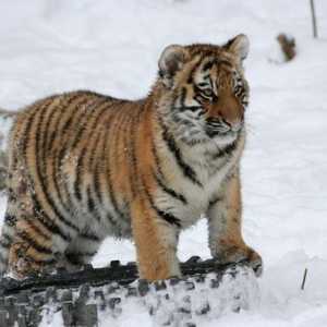 Скільки залишилося особин амурського тигра
