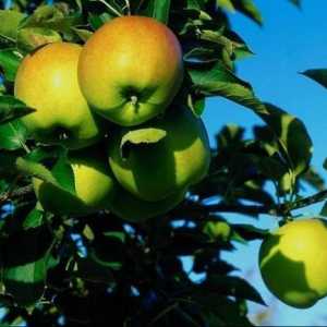 Яблука і їх користь в схудненні
