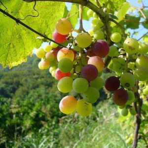 Як боротися з хворобами винограду