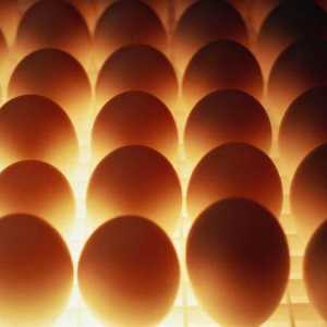 Як зберігати курячі яйця
