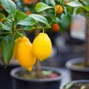 Як і коли робити щеплення лимонне дерево