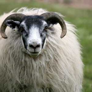 Як мити овечу вовну