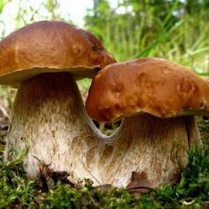 Як знайти в лісі гриби